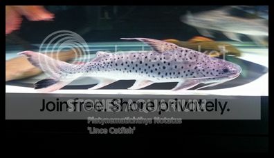  Stones Aquarium Singapore . We specialise in Import 